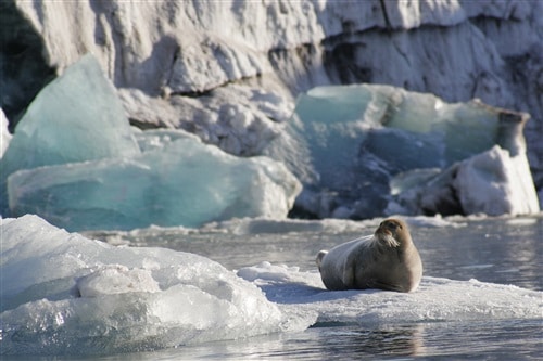 Conocer la fauna ártica es otro de los alicientes de estas rutas a vela tan exclusivas (Copyright-Kristin-Folsland-Olsen-Visitnorway.com)