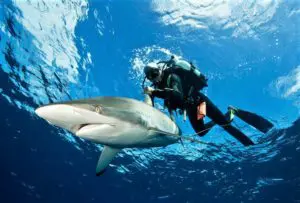 pionero de la inmersión