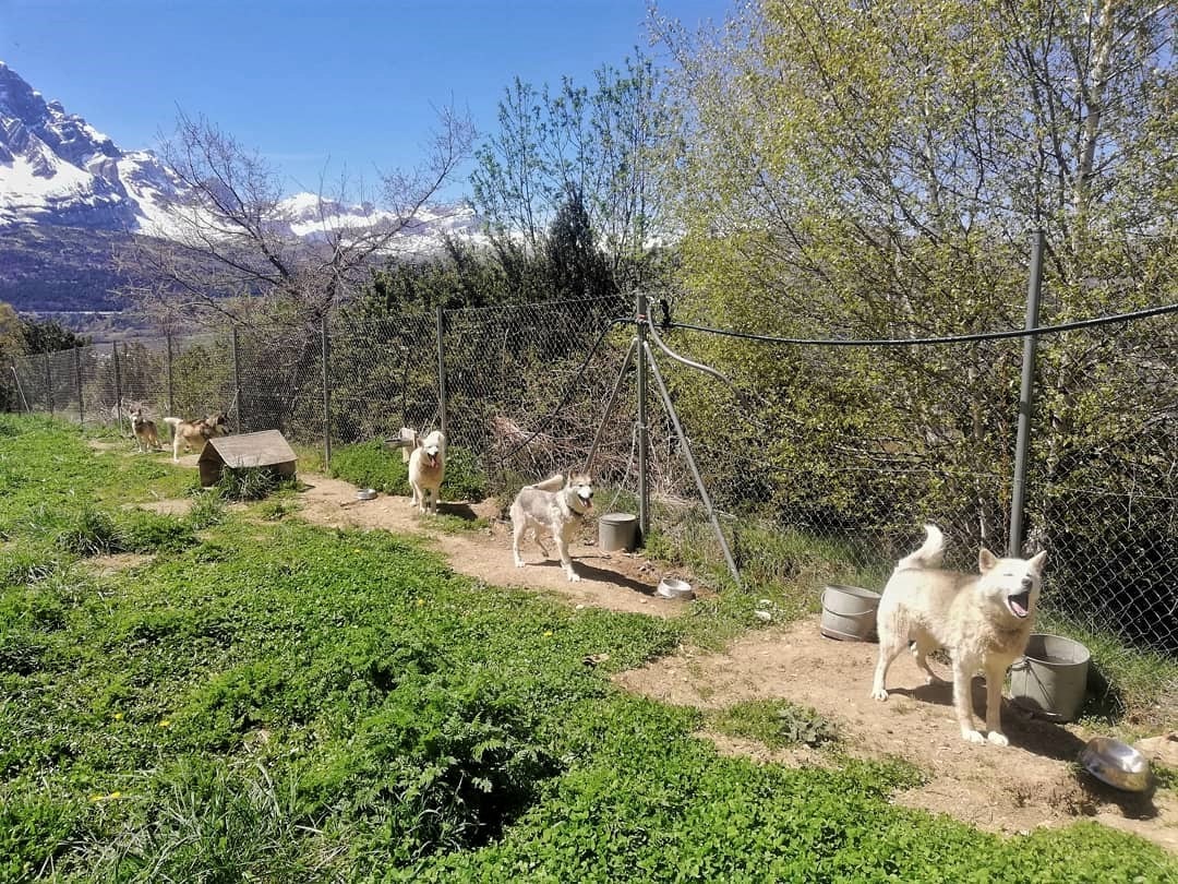 perros nórdicos mushing de Tena Park