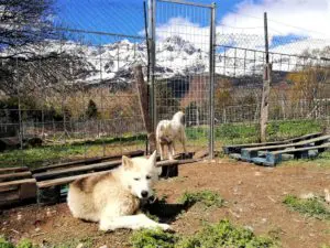 perros nórdicos mushing de Tena Park