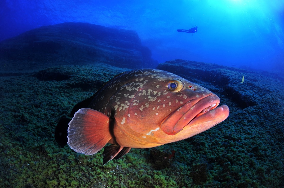buceo submarinismo Isla del Hierro