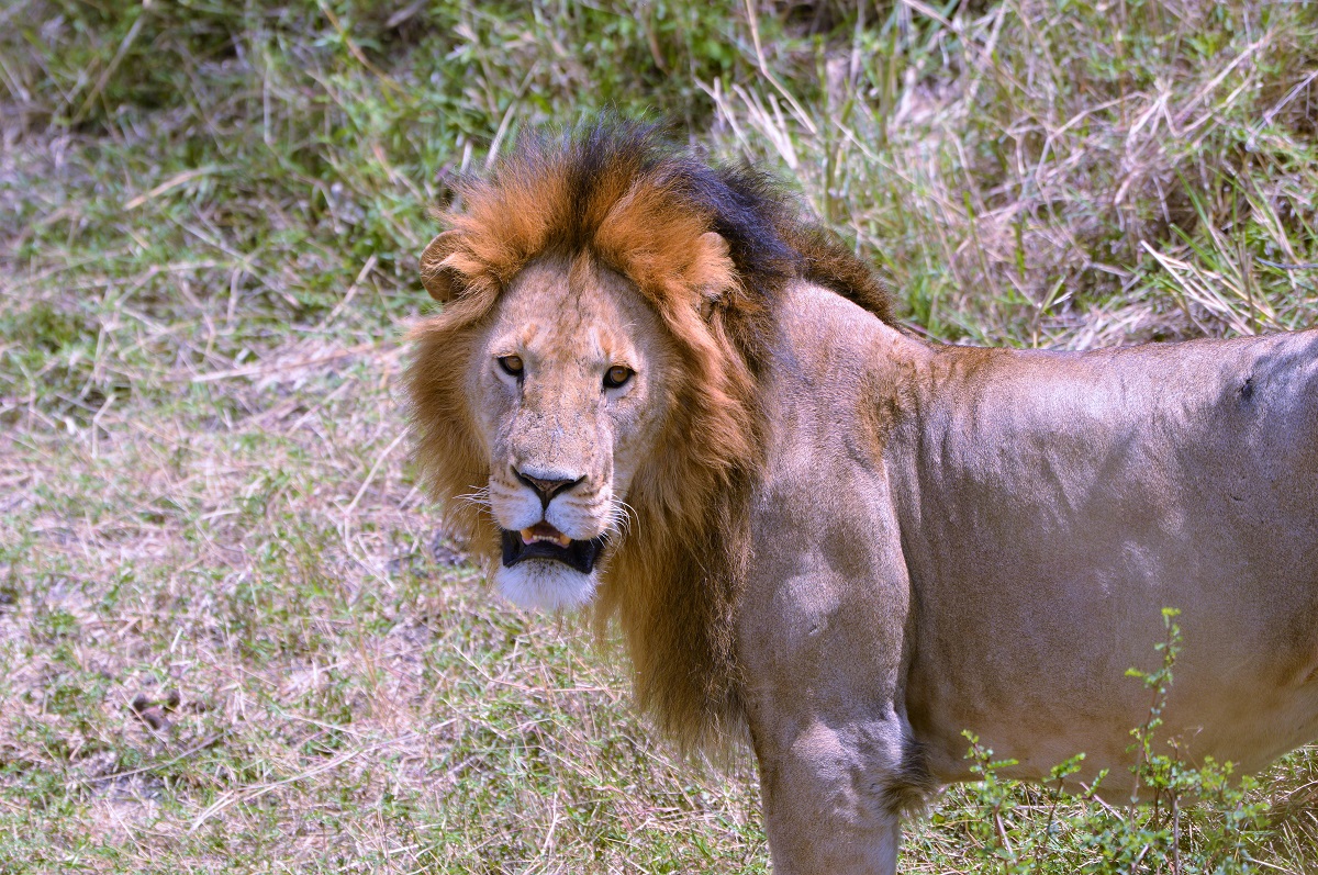 Masai Mara Kenia 