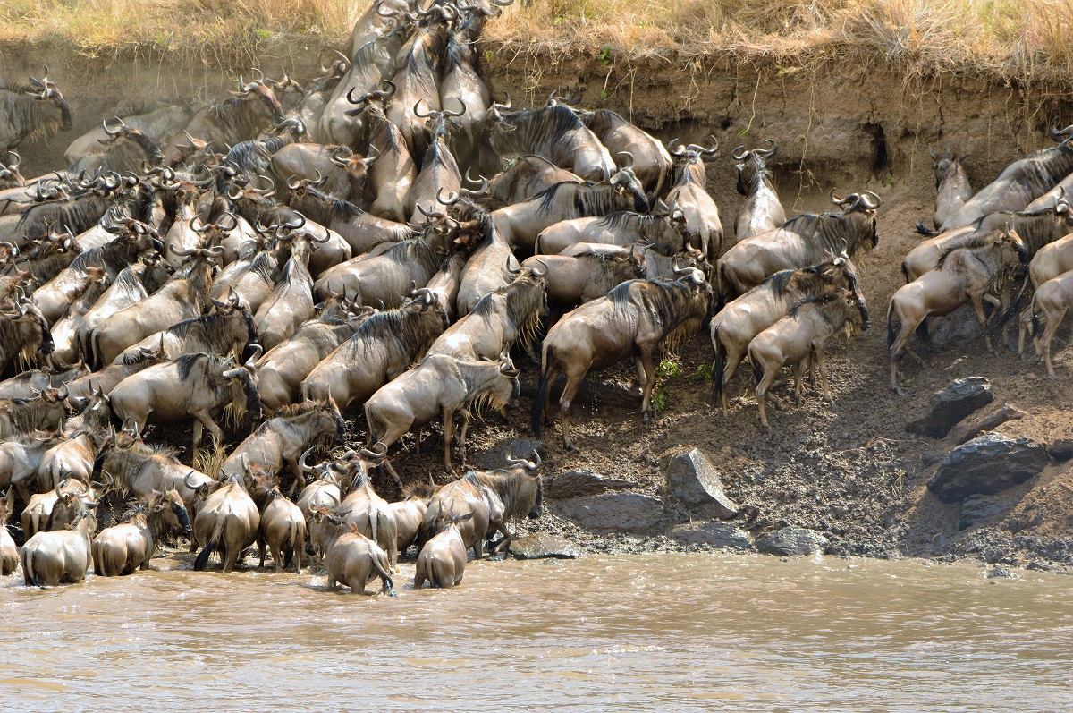 Reserva Nacional Masai Mara Gran Migración del Serengueti