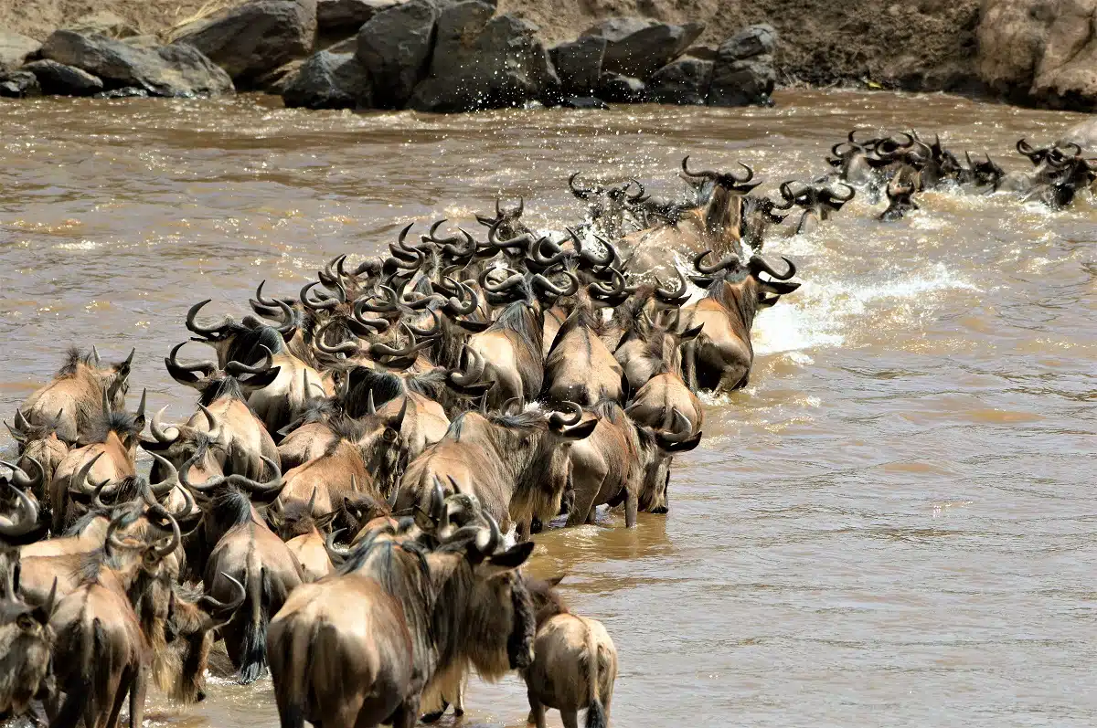 Migración del Serengueti Kenia i.