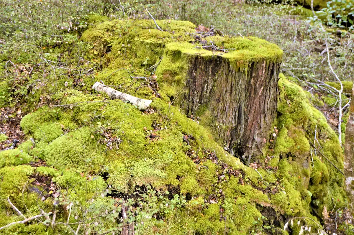 sendero de Routeburn Track Nueva Zelanda 