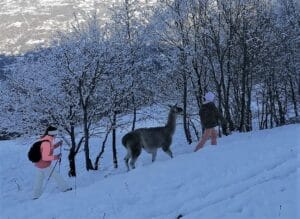 Pirineo francés navidad lamas