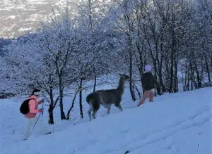 Pirineo francés navidad lamas