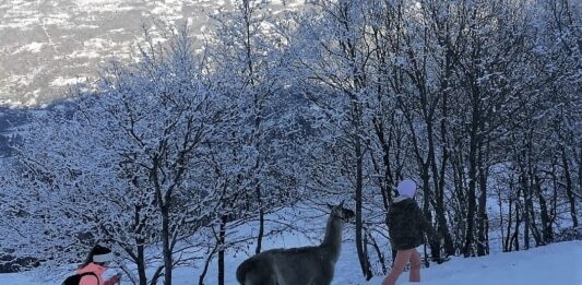 Pirineo francés navidad lamas