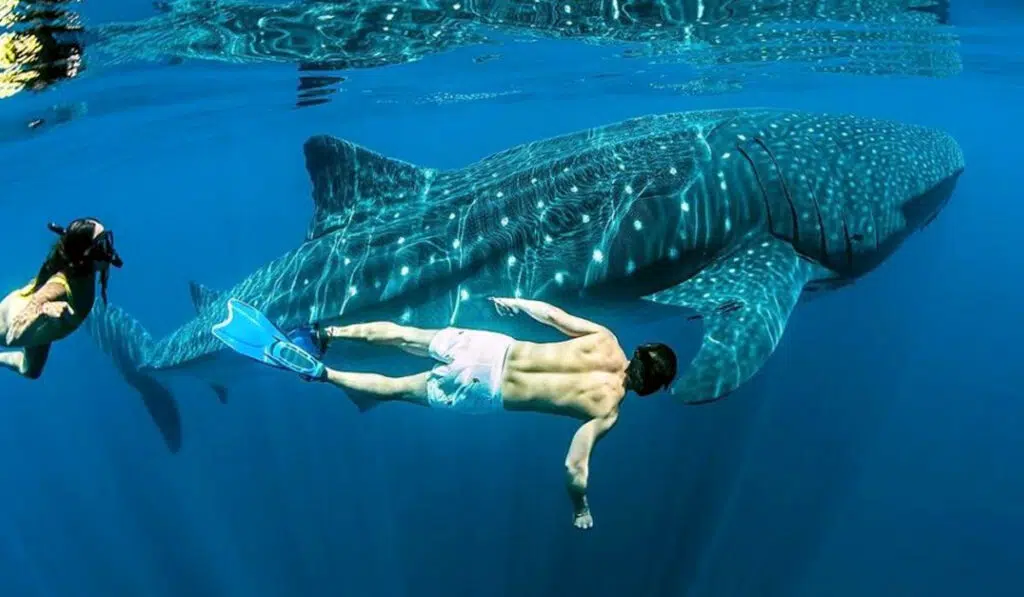 snorkel tiburones ballena