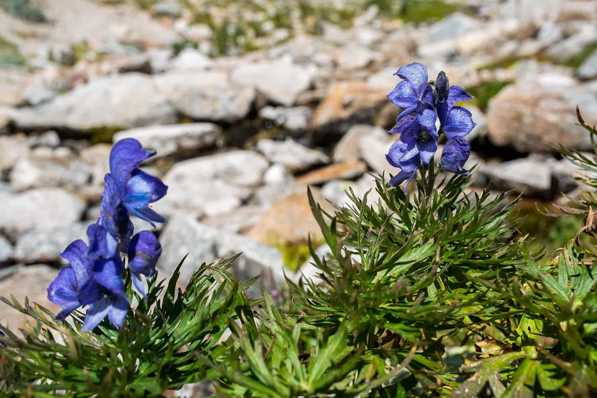 Vallter senderismo cicloturismo
