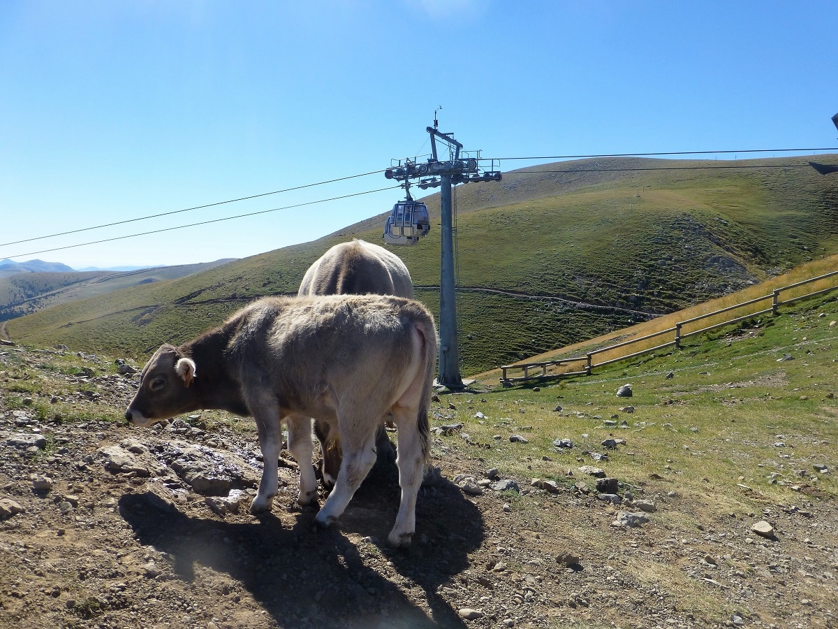 Tosa d'Alp