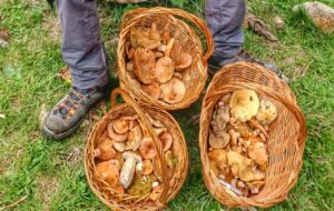 Panticosa Setas