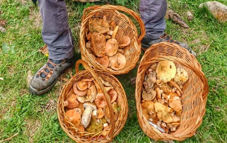 Panticosa Setas