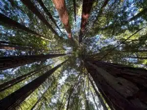 Secuoyas del Monte Cabezón