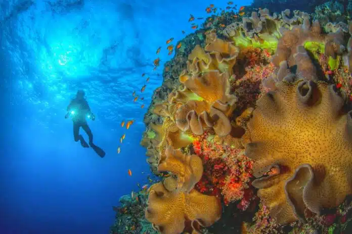Maldivas submarinismo