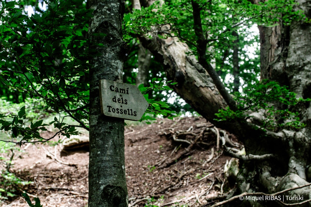 Camí dels Tossells