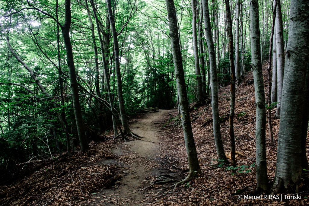 bosque ruta puigsacalm