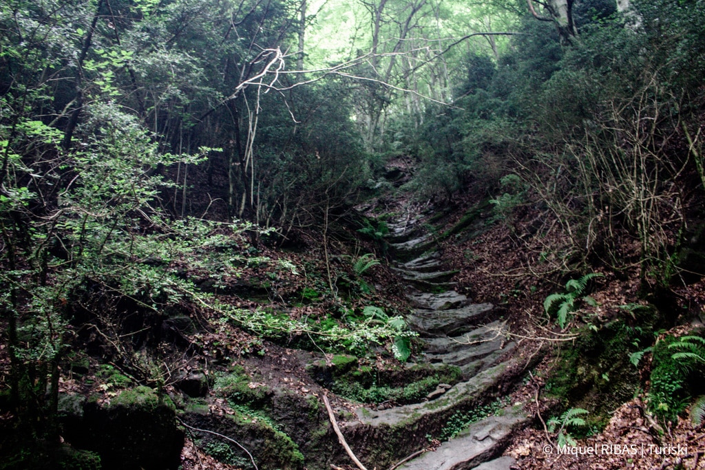 Riachuelos naturales dentro del bosque