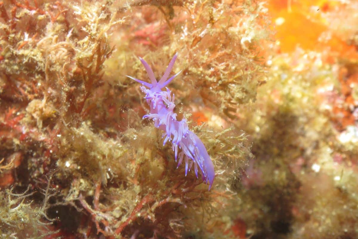 nudibranquio,
