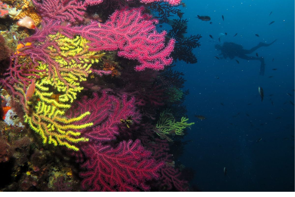 Submarinismo Illes Medes