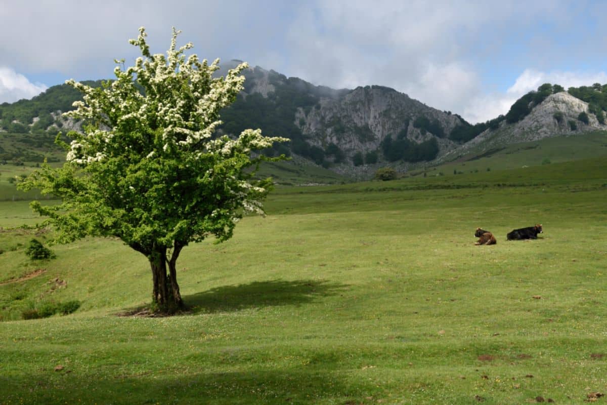 Campas de Arraba