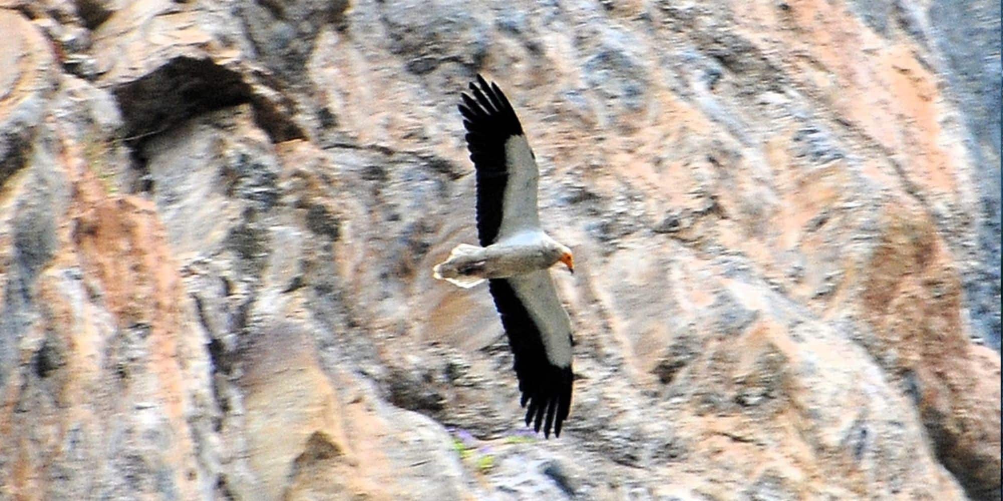 Aguila Real