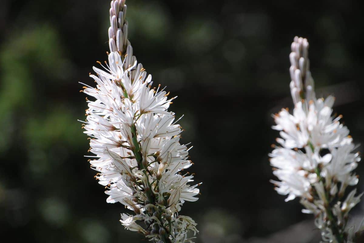 planta Gamón blanco Ordesa