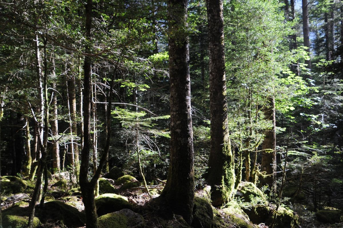 bosque Pradera de Ordesa
