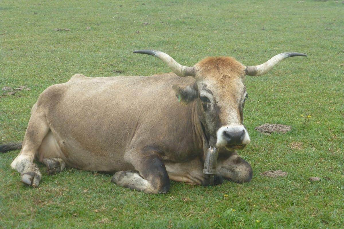 Picos de Eurropa 