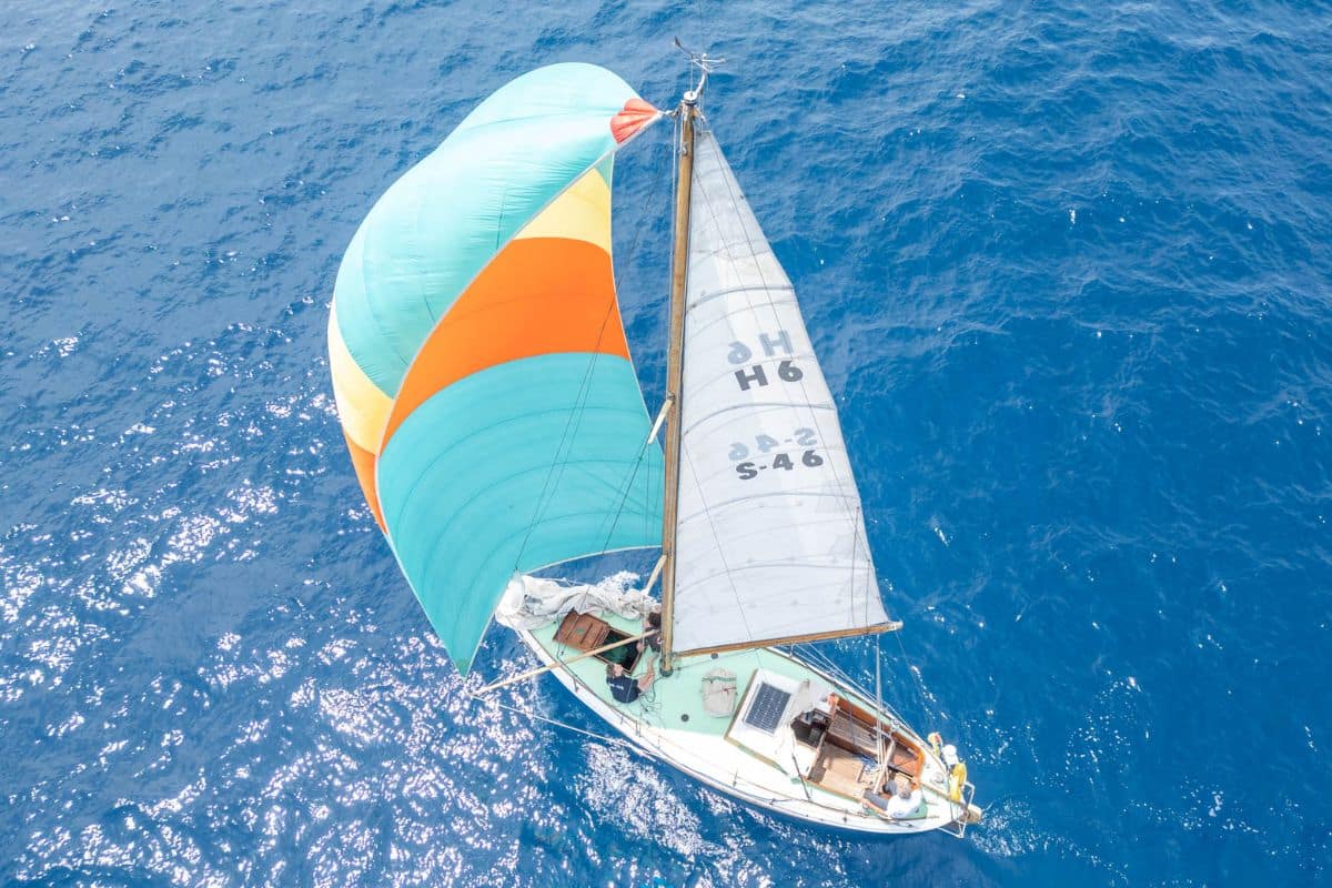 Strix vela clasica 