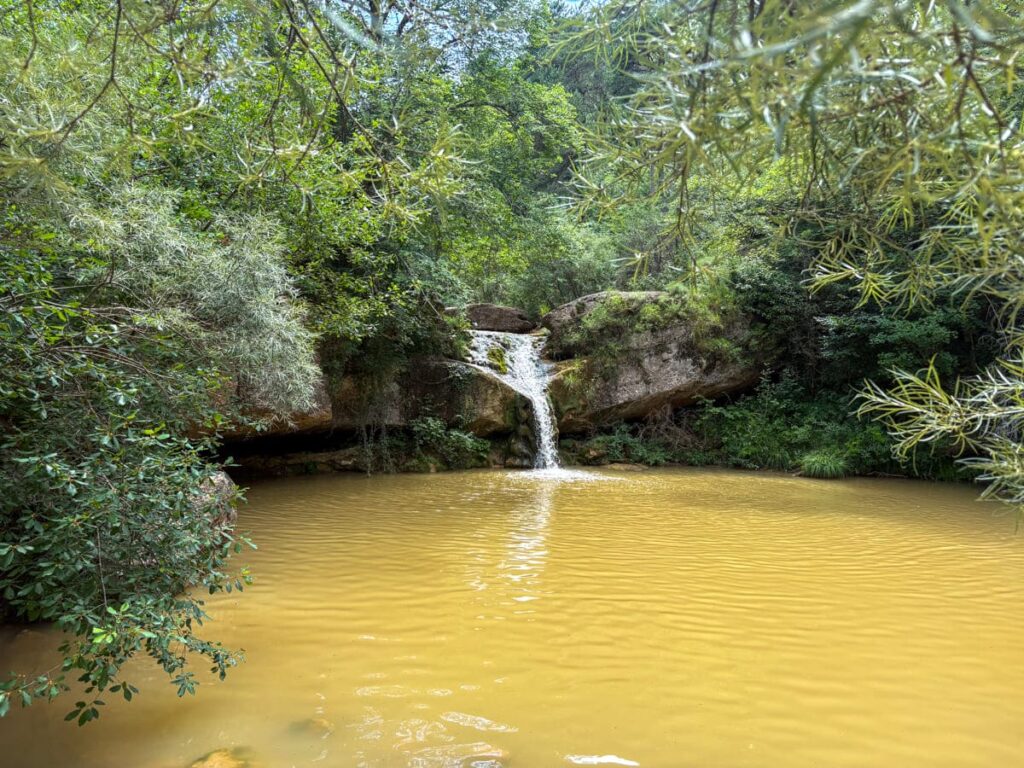 gorg petit colomer