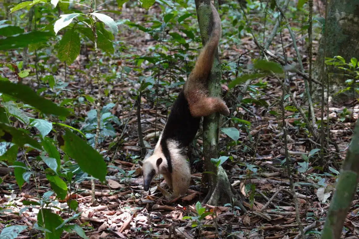Un tamandúa Costa Ricaa Parques Nacionales 
