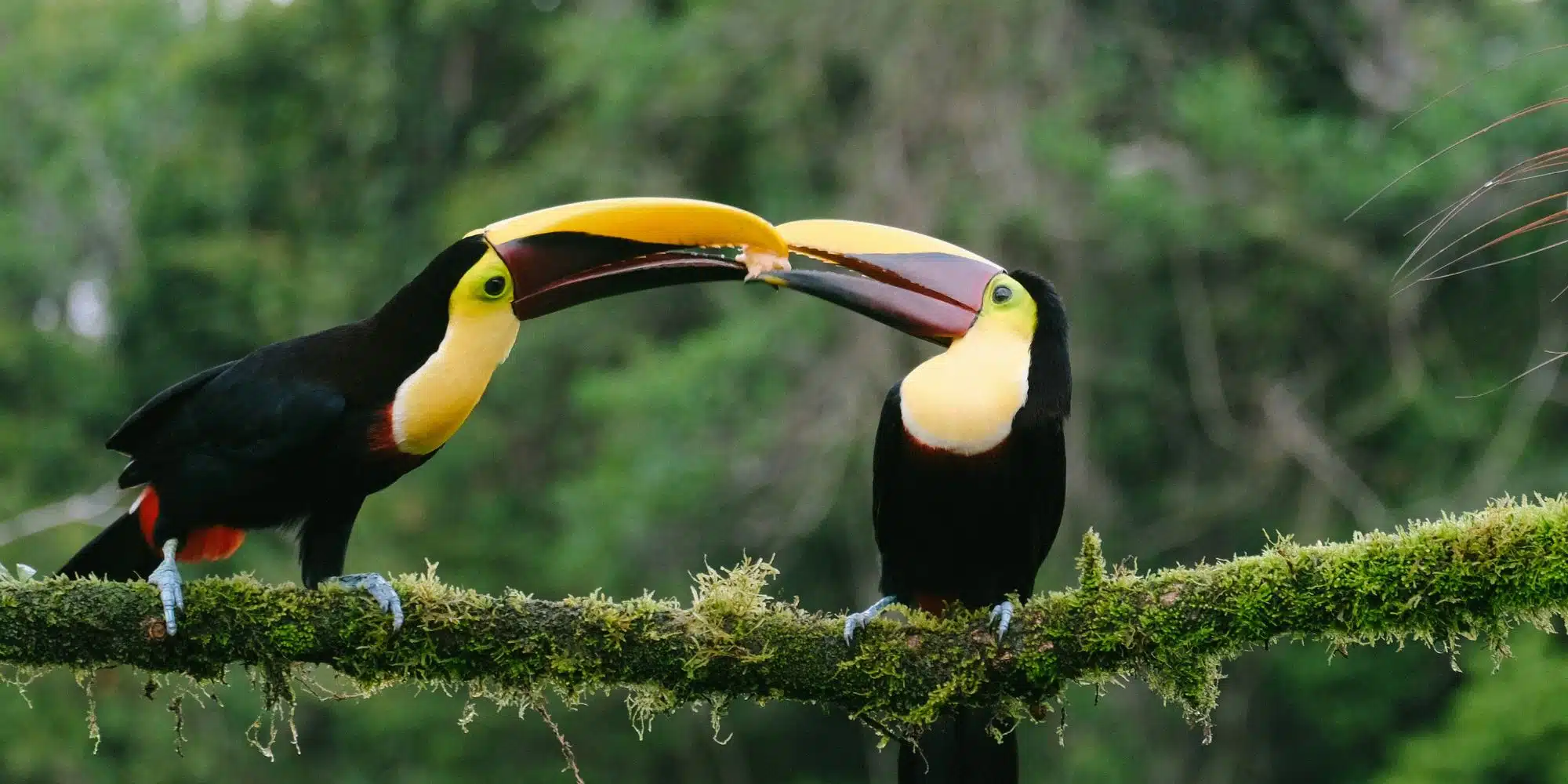 Costa Rica Biodiversidad