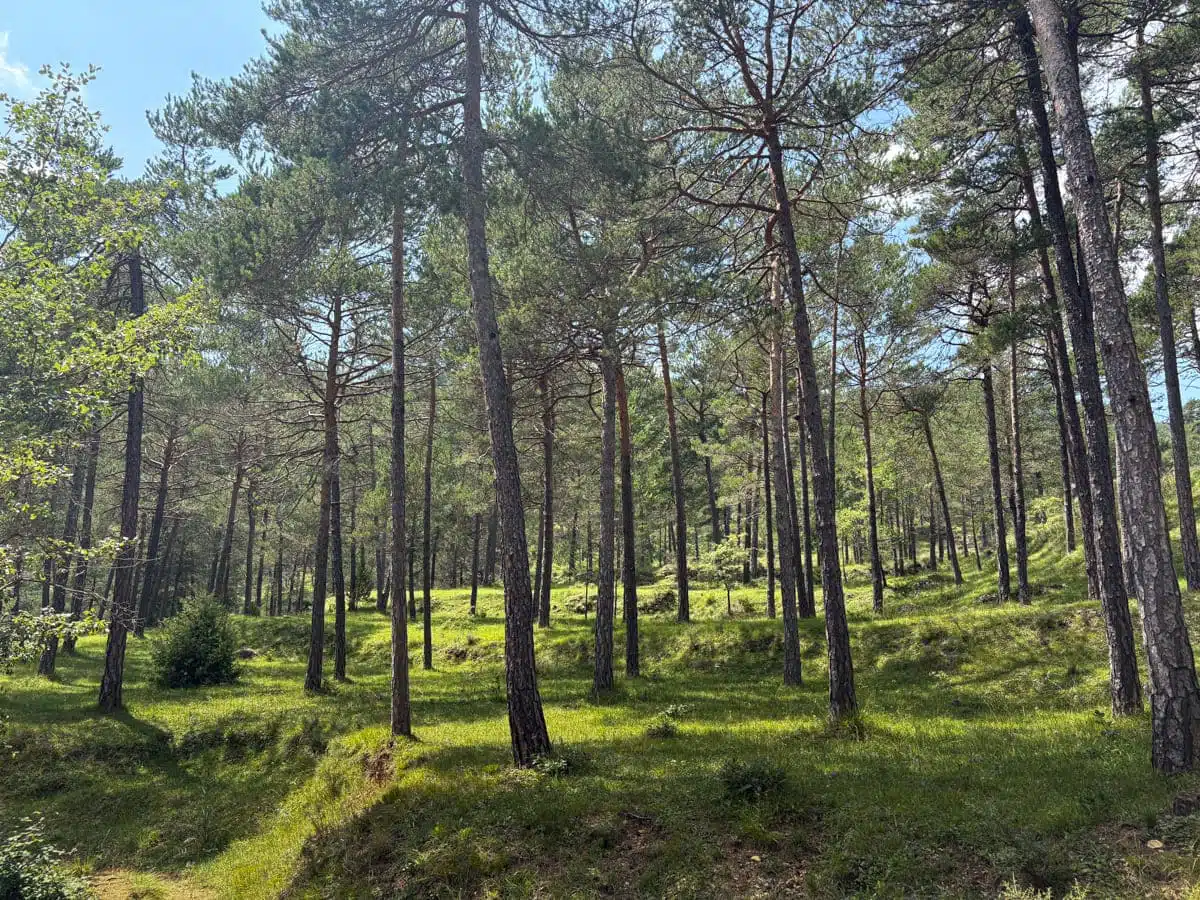 Pineda entre el Gorg 5 y el Gorg 6