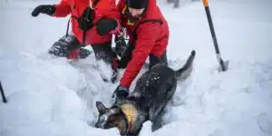 Pirineo aragonés aludes