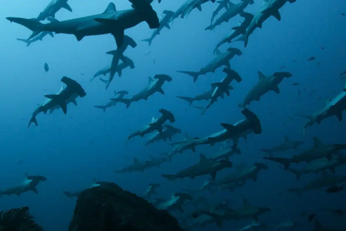 Oceano