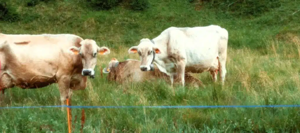 Pastoreo vacas Pirineu 365