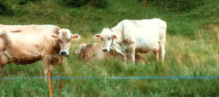 Pastoreo vacas Pirineu 365
