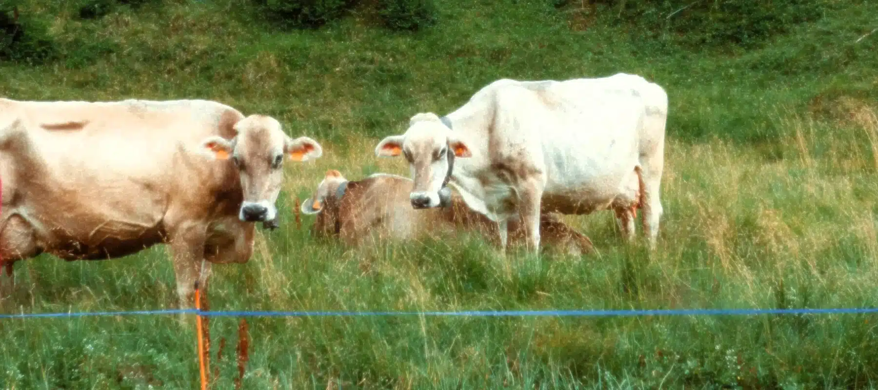Pastoreo vacas Pirineu 365